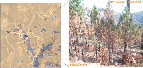 Figure 4.  Ground photographs taken in situ and highlighting the limitations of nadir looking remote-sensing data for the detection of understory burns.