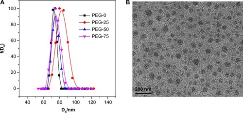 Figure 2 (A) Hydrodynamic diameter (Dh) distribution of different micelles (PEG-0, PEG-25, PEG-50, and PEG-75) in 100 mM phosphate buffer (pH 7.4) determined by dynamic light scattering. (B) Representative TEM image of PEG-25 at 37°C. The scale bar is 200 nm. The TEM images of PEG-0, PEG-50, and PEG-75 are shown in Figure S3.Abbreviations: PEG, polyethylene glycol; TEM, transmission electron microscopy.