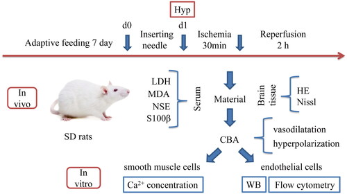 Figure 1. The schematic of experimental protocols: after seven days of adaptive feeding in SD rats, ischaemic pretreatment was performed, ischaemic was performed for 30 min after 24 h, and then 2 h after reperfusion, relevant factors were detected in serum, HE and Nissl staining were performed in brain tissue, CBA was used to detect vasodilatation and hyperpolarization, endothelial cells in CBA were subjected to WB and flow cytometry, and smooth muscle cells were used to detect Ca2+ concentration.