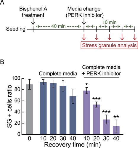 Figure 5. Identification of a PERK inhibitor (GSK2606414) inducing rapid dissociation of bisphenol A-induced stress granules utilizing G3BP1-GFP knock-in HCT116 cells. (a) Schematic showing the procedure for stress granule analysis. (b) Bar graph displaying the ratio of stress granule positive (SG +) cells. G3BP1-GFP knock-in HCT116 cells were treated with 500 μM of bisphenol A for 40 min, followed by changing the media with or without 0.5 μM of PERK inhibitor for 0–40 min. Immunofluorescence analysis using G3BP1 antibody was performed to measure the SG + cell ratio. p-values were calculated using two-tailed Student’s t-test. *p < 0.05, **p < 0.01, ***p < 0.001 versus cells recovered for the same time in complete media without PERK inhibitor.