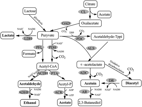 Figure 1. General metabolic pathways for the formation of the main flavour compounds of carbohydrate fermentation by LAB. The pathways are generated according to the following literature: Cheng,[Citation5] Thierry et al.[Citation20] and Tamime & Robinson.[Citation13] The main flavour compounds are in bold. Key enzymes: CL, citrate lyase; OAD, oxaloacetate decarboxylase; LDH, lactate dehydrogenase; PDC, pyruvate decarboxylase; ALS, α-acetolactate synthase; PFL, pyruvate formate lyase; PDH, pyruvate dehydrogenase; ACDH, acetaldehyde dehydrogenase; ADHE, alcohol dehydrogenase; ACK, acetate kinase; ALD, α-acetolactate decarboxylase; DR, diacetyl reductase; AR, acetoin reductase; Tppi, thiamine pyrophosphate.