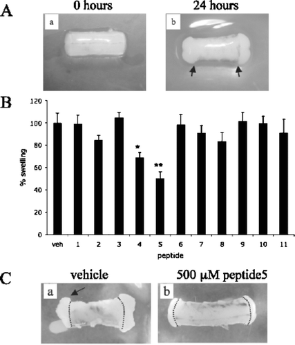 Figure 2 Culture of spinal cord segments leads to swelling which is reduced by connexin mimetic peptides. (A) Photograph showing the increase in swelling out of the ends of the dura (arrows) in ex vivo spinal cord segments after 24 h in culture (panel b), compared with segments fixed at time 0 (panel a). (B) Graph demonstrating the degree of swelling at 24 h, after treatment with connexin mimetic peptides (1 to 11) or vehicle. Peptide4 and peptide5 show a significant reduction in swelling; * p < 0.05; ** p < 0.01. (C) Photograph showing the difference in swelling in ex vivo spinal cord segments after 24 h culture with vehicle (panel a) and 500 μ M peptide5 (panel b).