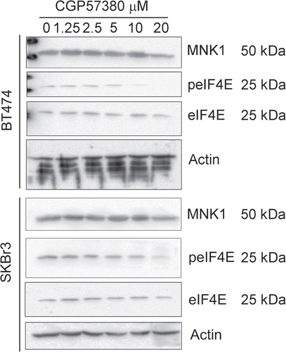 Figure 3 Dose response analysis of the inhibition of eIF4E phosphorylation by CGP57380. BT474 and SKBr3 cells were treated with the indicated concentrations of CGP57380 for 24 h prior to analysis of cell lysates by western blotting.
