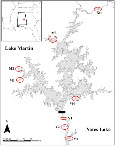Representative sites on Lake Martin (M1 = Parker, M2 = Chapman, M3 = Elkahatchee, M4 = Blue Creek, M5 = Irwin Shoals) and Yates Lake (Y1 = Island near AL Hwy 50 bridge, Y2 = Chanahatchee, Y3 = Saugahatchee) within Alabama and Southeastern US.