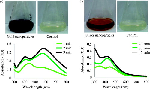Figure 1. UV–VIS spectra of time dependent synthesis of gold nanoparticles (a) and silver nanoparticles (b), respectively.