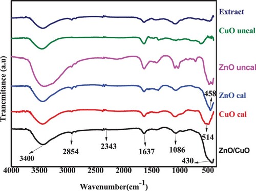 Figure 10. FTIR spectra of BP extract, uncalcined ZnO and CuO NPs, calcined ZnO and CuO NPs and ZnO/CuO (20%) NCs.