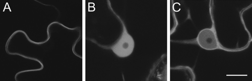 Figure 2.  CBL1 is N-myristoylated and S-acylated and both modifications are required for membrane association. (A) CBL1-YFP is found at the plasma membrane. (B) CBL1-YFP G2A mutants lacking the N-myristoylated glycine are found in the cytoplasm and nucleoplasm. (C) CBL1-YFP C3S mutants lacking the S-acylated cysteine are found associated with most cellular membranes with a small amount in the cytoplasm and nucleoplasm. This suggests that CBL1 S-acylation requires prior N-myristoylation. Scale bar represents 10 µm.