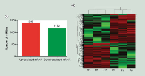 Figure 1.  Identification of differentially expressed mRNAs in pulmonary tuberculosis. (A) Differential expression of mRNAs identified in PTB and healthy individuals. (B) Heat map showing differentially expressed mRNAs comparing individuals with PTB versus healthy individuals. Each row represents one mRNA, and each column represents a sample. Red, upregulation; green, downregulation. C1, C2 and C3, healthy individuals, F1, F4 and F5, individuals with PTB. Six PTB patients (F1, F2, F3, F4, F5 and F6) and six healthy individuals (C1, C2, C3, C4, C5 and C6) were selected for total RNA extraction, but the low quality of RNA samples (F2, F3, F6, C4, C5 and C6) were discarded, so the original number were used in the Figures.PTB: Pulmonary tuberculosis.