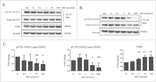 Figure 3. The effects of calcitriol treatment on the TL-1 cell line, a model of T-LGLL. The TL-1 cell line was treated with the indicated doses of calcitriol, or appropriate negative controls for 24 hours. Total protein loaded per sample was 25 μg, with β-actin used as a loading control. (A) Representative western blots for VDR, pY701-STAT1, and total STAT1 are shown. (B) Additional representative protein gel blots for pY705 STAT3 and total STAT3 are shown. (C) Data from 3 independent experiments were quantified to determine relative expression levels. Student's t-test was used to determine significance of calcitriol treatment compared to 0 nM vehicle control (ns = not significant, *p < 0 .05, **p < 0 .01).