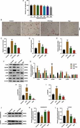 Figure 3. The effect of Gypenosides on FFA-induced adipogenesis in THLE-2 cells and the effect on LPS/TLR4 downstream pathways in THLE-2 cells (a) MTT was used to detect the viability of THLE-2 cell treated with different concentrations of Gyp (10 μmol/L, 20 μmol/L, 40 μmol/L, 80 μmol/L, 160 μmol/L, and 320 μmol/L,). (b and c) Oil Red O staining was used to detect lipid droplet deposition of FFA-induced THLE-2 cell that treated with 40 μmol/L Gyp. (d) Kit used to detect triglyceride (TG) content in cells. (e) The iNOS expression was detected by qRT-PCR in cells. (F, G, H and I) The expression levels of TLR4, MyD88, p-IκBα, κBα, and p-p65 and p65 were detected by Western blotting. (J, K, and L) The p65 expression in cytoplasm and nucleus were detected by Western blotting. n = 3, +P < 0.05, ++P < 0.01, +++P < 0.001, vs. 0; *P < 0.05, **P < 0.01, ***P < 0.001, vs. Control; ^P < 0.05, ^^P < 0.01, ^^^P < 0.001, vs. FFA; #P < 0.05, ##P < 0.01, ###P < 0.001, vs. Gyp; &P < 0.05, &&P < 0.01, &&&P < 0.001, vs. FFA+Gyp+NC