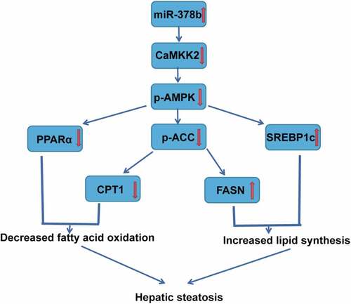 Figure 7. Summary of the mechanism by which miR-378b targets CaMKK2 to regulate hepatic steatosis through the AMPK cascade. First, the increased expression of miR-378b induced by EtOH decreases the expression of CaMKK2, after which the AMPK cascade is inhibited, eventually aggravating steatosis