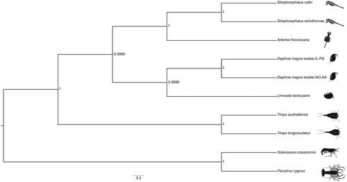 Figure 1. A Bayesian phylogenetic tree constructed in BEAST2 using mitogenome sequences of Streptocephalus cafer (NCBI accession number MN720104) and nine other crustacean species: Streptocephalus sirindhornae (NC_026704.1), Daphnia magna isolate IL-PS (MH683649.1), Daphnia magna isolate NO-AA(MH683655.1), Artemia franciscana (X69067.1), Limnadia lenticularis (NC_039394.1), Panulirus cygnus (KT696496.1), Solenocera crassicornis (KU899137.1), Triops australiensis (LK391946.1) and Triops longicaudatus (AY639934.1). The numbers next to each node represent posterior probability and the scale bar shows the scaled substitution rate.