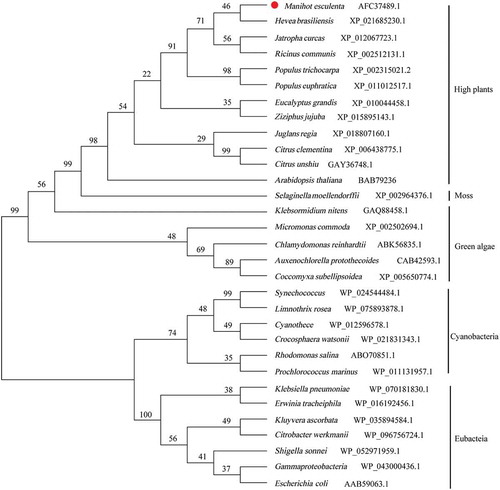 Figure 4. Phylogenetic tree of widespread MinE proteins.The phylogenetic tree was constructed by the neighbor-joining method. The values shown at the branch nodes are the confidence levels of 1000 replicate bootstrap samplings.