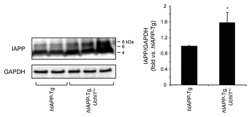Figure 8. UCHL1 deficiency increases IAPP/proIAPP protein levels in hIAPP-Tg mouse islets. Protein levels of IAPP were assessed by western blotting using islet protein lysates obtained from 7–8-wk-old hIAPP-Tg mice (n = 3) and hIAPP-Tg, Uchl1+/− mice (n = 5). GAPDH was used as a control. The slowly migrating bands represent unprocessed and partially processed proIAPP (8 and 6 kDa, respectively). The graph represents the quantification of IAPP protein levels. Data are expressed as mean ± SEM; *P < 0.05.