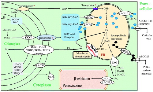 Figure 2. Lipid transport in plant cell. FAs synthesized in chloroplasts can be exported to the ER for the biosynthesis of phospholipids and the major storage lipid, triacylglycerol (TAG), and to provide lipid precursors for export to the extracellular cuticle. Fatty acid export1 (FAX1) localized in the inner envelope (IE) exports FAs out of chloroplast lumen. How FAs are transported across the outer envelope of the chloroplast is still unknown. Fatty acyl-CoA pools in the cytoplasm are further transported into ER by ABCA9 and other transporter(s) for glycerolipid biosynthesis. Meanwhile, the G3P generated from glycolysis in the cytosol is needed to be transported into the ER and chloroplast, but the mechanism is unknown. ER is the major organelle for biosynthesis of membrane lipids (phospholipids), surface lipids (wax, cutin) and storage lipids such as DAG and TAG. The presence of ER-derived chloroplast lipids requires the transport of ER lipid precursors to the chloroplast. TGDs transport complex and LACS9 present at chloroplast envelopes is involved in import of phospholipids and other glycolipid precursors into the chloroplast. The ER assembled precursors for cutin and wax biosynthesis are transported out of the ER by LACS1, LACS2 and LACS3 in Arabidopsis. At the plasma membrane ABCG11, ABCG12, ABCG13, ABCG32 export wax and cutin precursors out of epidermal cells for deposition on plant tissue surfaces. Sporopollenin precursors synthesized in the ER of tapetum cells are exported by LACS1 and LACS4, that are further transported by ABCG26 out of cells to gather on the pollen surfaces in developing microspores. Phospholipid turnover and transport are essential for membrane function and integrity. The mammalian flippase-like proteins, P4-ATPases ALA3, 6, and 10, are verified for the similar functions in plants. TAG degradation by various lipases to generate fatty acids, which are further subjected to β-oxidation are imported by PXA1 in the peroxisome. LACS 6 and 7 actively mediate transport of FAs into peroxisome for β-oxidation.