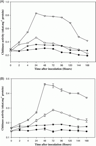 Figure 2.  Chitinase activity in control and pathogen (Alternaria brassicicola) inoculated 10 days (A) and one month (B) old arugula (Eruca sativa) plants viz. T-27 and RTM-2002. – • – T-27 control, – ○ – T-27 inoculated, – ▾ – RTM-2002 control, – ▿ – RTM-2002 inoculated. Each value represents the mean of four replicates with SE determined. Mean differences were significant at ≤0.05% level.