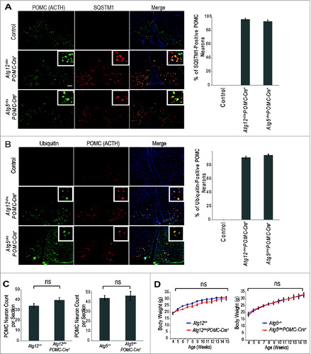 Figure 2. Effects of POMC-specific Atg12 and Atg5 deletion on body weight in mice fed a normal chow diet. (A) Accumulation of SQSTM1 (red) in POMC (ACTH, green) positive neurons confirms defective autophagy in hypothalamic POMC neurons of Atg12ckoPomc-Cre+ and Atg5ckoPomc-Cre+ mice. Bar = 500 μm Right: Quantification of the percentage of POMC neurons positive for SQSTM1 accumulation (n=4 for each genotype). (B) Accumulation of ubiquitin (green) in POMC (ACTH, red) positive neurons in hypothalamic POMC neurons of Atg12ckoPomc-Cre+ and Atg5ckoPomc-Cre+ mice. Bar = 500 μm Right: Quantification of the percentage of POMC neurons positive for ubiquitin accumulation (n=4 for each genotype). (C) POMC neuron quantification in Atg12+/+ vs. Atg12ckoPomc-Cre+ mice (n=5 for each genotype), and Atg5+/+ vs. Atg5ckoPomc-Cre+ mice (n=6 for each genotype). Sections from the arcuate nucleus of 15-wk-old mice were quantified. (D) Body weight curves for Atg12+/+ (n=14 ) vs. Atg12ckoPomc-Cre+ mice (n=10 ), and Atg5+/+ (n=10 ) vs. Atg5ckoPomc-Cre+ mice (n=8 ) maintained on normal chow. For all experiments, control mice are Pomc-Cre-expressing wild-type littermates (Atg12+/+ or Atg5+/+). n.s., nonsignificant. Data represent the means ± SEM.