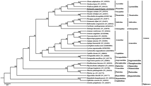 Figure 1. Phylogenetic reconstruction of 33 spider species based on nucleotide sequences of mitochondrial 13 protein-coding genes using Maximum likelihood (ML). Numbers at the branch indicate the percentages from ML bootstrapping. GenBank accession number of a given mitochondrial genome is parenthesized following the name of each spider species. Spider determined in this study is underlined.