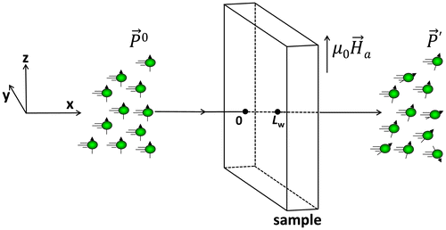Figure 1. (colour online) Sketch of the neutron depolarisation method shows that a polarised neutron beam () is partly depolarised () after transmitting through a magnetised sample subjected to an external applied magnetic field along z direction.