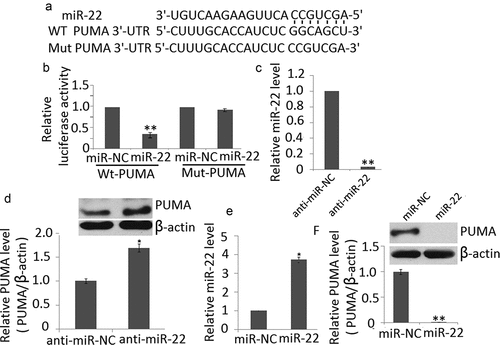 Figure 2. PUMA is target of miR-22. (a) PUMA 3′ UTR contains one predicted miR-22 binding site. The alignment of the seed regions of miR-22 with PUMA 3′ UTR is shown (b) miR-145 mimic transfection inhibits the luciferase activity of PC12 cells transfected with wt-PUMA but not mut-PUMA. (c) anti-miR-22 transfection inhibited miR-22 expression in PC12 cells by qRT-PCR (d) miR-22 downregulation increased endogenous levels of PUMA protein in PC12 cells (e) miR-22 transfection increased miR-22 expression in PC12 cells by qRT-PCR (f) miR-22 upregulation decreases endogenous levels of PUMA protein in PC12 cells. Data are presented as ±SD. **p < 0.01; *p < 0.05
