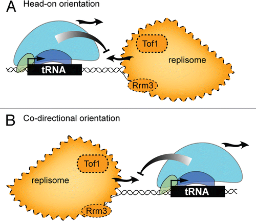 Figure 2 Replication interference by tRNA genes. The straight arrow shows the direction of transcription. The curved arrows show the direction of polymerase movement during nucleic acid synthesis. Curved T icons represent inhibitory effects on replication.