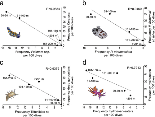 Figure 9. Relationships between heterobranchs and their food sources explored by linear regressions based on the frequency of occurrence per 100 dives of: (a) Felimare spp. (including Felimare fontandraui, Felimare orsinii, Felimare picta, Felimare tricolor, and Felimare cf. villafranca) and keratose sponges (including Cacospongia mollior Schmidt, 1862, Dysidea spp.,Ircinia spp., Sarcotragus spp., and Spongia spp.), (b) Peltodoris atromaculata and the sponges Petrosia ficiformis and Haliclona fulva, (c) Tritoniidae nd and the deep alcyonaceans Callogorgia verticillata, Acanthogorgia hirsuta, and Bebryce mollis and (d) hydrozoan-eaters cladobranchs (including Caloria elegans, Edmundsella pedata, Facelina annulicornis, Facelina sp., Fjordia lineata, Flabellina affinis, Luisella babai, Nemesignis banyulensis, Paraflabellina ischitana, and Pruvotfolia pselliotes) and arborescent hydrozoans.