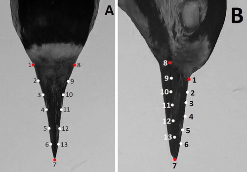 Figure 1. Image of a woodpecker bill with semi-landmarks shown. A – Dorsal view and B – Lateral view. Red points are landmarks, white points are semi-landmarks digitized along the curves.
