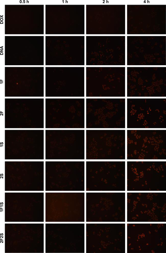 Figure S3 Intracellular uptake of DOX by HT-29 cells.Abbreviations: DOX, doxorubicin; F, folic acid; S, aptamer SL2B.