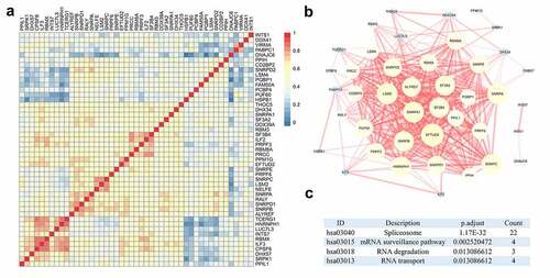 Figure 2. Interactions and relationships among clinically relevant splicing factors (SFs). (a) The protein-protein interaction network revealed the close interrelationship among SFs. (b) Heatmap of the correlation coefficients of these SFs. (c) Enrichment pathways of clinically relevant SFs