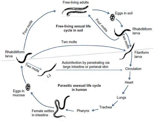 Figure 1 The Strongyloides life cycle is complex with its alternation between free-living and parasitic cycles.