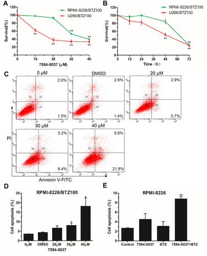 Figure 4 The effect of compound 7594–0037 on bortezomib resistance. (A) Proliferation analysis of RPMI-8226/BTZ100 and U266/BTZ100 cells treated with compound 7594–0037 at different concentrations. (B) RPMI-8226/BTZ100 and U266/BTZ100 cells were treated with compound 7594–0037 at different time intervals, and cell viability was measured by CCK-8. (C–D) The apoptosis of RPMI-8226/BTZ100 cells treated with different doses of compound 7594–0037 was detected by the Annexin V/PI kit based on flow cytometry. (E) RPMI-8226 cells were treated with compound 7594–0037 alone or in combination with BTZ, and flow cytometry analysis was performed to determine the cell apoptotic ratio. Error bars: mean ± SD; *, P<0.05; **, P<0.01.