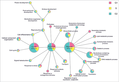 Figure 5. Extracted GO terms related to biological functions for proteins enriched in particular phases of the cell cycle. The radius of each circle denotes the total count belonging to the respective term and the pie chart inside shows its distribution across the cell cycle.