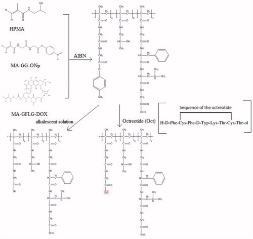 Figure 1. Synthesis of non-modified and Oct-modified HPMA copolymer conjugates with Dox.