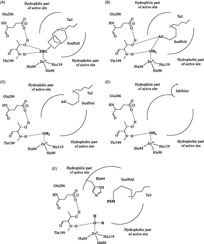 Figure 1. CA inhibition (A–D) and activation (E) mechanisms. The zinc binders incorporate a ZBG (A); the compounds anchoring to the nucleophile an AG that interacts with the zinc-coordinated water (B). The inhibitors occluding the active site entrance (C) also contain AG moieties but bind more externally, whereas the inhibitor binding outside the active site are shown in (D). The activators bind in the middle of the active site and contain a proton shuttle moiety (PSM) of the amine, imidazole or carboxylate type (E). All these modulators incorporate various scaffolds and tails in their molecule.