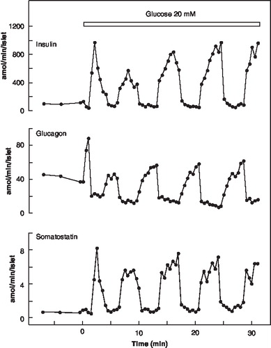 Figure 8.  Effects of raising glucose from 3 to 20 mM on the release of insulin, glucagon, and somatostatin from a batch of 15 human islets. The hormones were measured in 30-second samples of the perifusate.