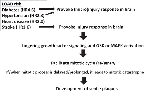 Figure 3. “Injury-wound healing response” model for mitotic re-entry. How mitotic re-entry occur is a key question. Known LOAD risk factors (diabetes, hypertension, stroke) all provoke small or large injuries in the brain. Genomic instability including Sgo1−/+ can also cause cell death, a form of micro-injury. Such injuries activate growth signaling associated with wound-healing (NFkB/JNK, GSK or MAPK). The wound/injury-activated growth signaling may play a significant role in facilitating mitotic re-entry in the brain.