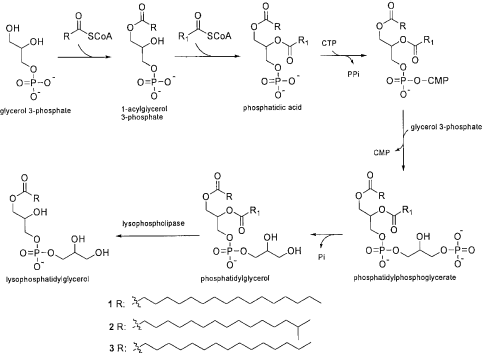 Figure 3.  Plausible biosynthetic pathway for lysophosphatidylglycerols (1– 3).