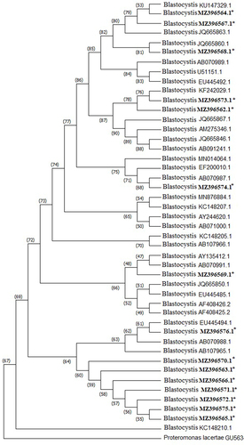Figure 2 Phylogenetic relationship of Blastocystis sp. haplotypes identified in the current study to other Blastocystis sp. isolates, based on SSU rRNA gene sequences. The reference GenBank sequence accession numbers of all isolates are shown, including our haplotypes accession numbers in bold. Proteromonas lacertae served as the outgroup sequence. *Indicates the haplotypes identified in the current study.