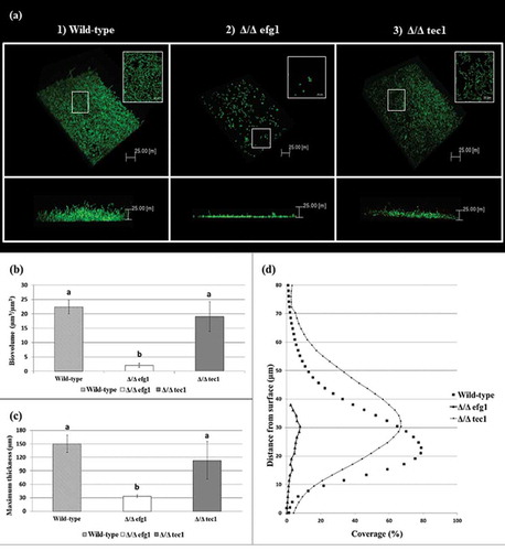 Figure 3. Candida albicans biofilm structures and corresponding quantitative data from confocal scanning laser microscopy assays. (a) Representative three-dimensional and orthogonal images of the structural organization of the 48 h biofilms of C. albicans wild-type (WT) (1) and mutant strains: Δ/Δ efg1 (2) and Δ/Δ tec1 (3) (green color denotes labeling with SYTO9 for live yeast cells). Mean and SD of biovolume (b) and average biofilm thickness (c) of C. albicans WT and mutant strains (Δ/Δ efg1 and Δ/Δ tec1) determined by COMSTAT2 analysis. The average biovolume and biofilm thickness were calculated from five independent samples from each strain. Values followed by the same letter are not significantly different (p > 0.05), as determined by an analysis of variance for all pairs using Tukey’s test. The profile of the distribution of C. albicans WT and mutant strains (Δ/Δ efg1 and Δ/Δ tec1) in the biofilms is represented in (d).