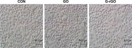 Figure 3 Biocompatibility of GO and G-rGO with human ovarian cancer cells.Notes: Human breast cancer cells were treated with GO and G-rGO (50 μg/mL) for 24 hours, and then the cells were imaged by light microscopy. Representative microscopic images of GO- and G-rGO-treated cells (50 μg/mL).Abbreviations: CON, control; G-rGO, glutathione-reduced GO; GO, graphene oxide; rGO, reduced graphene oxide.