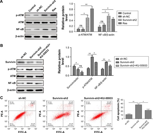 Figure 4 Survivin knockdown upregulated NF-κB protein via increasing p-ATM.Notes: (A) Western blot analysis of p-ATM, ATM, and NF-κB levels after transfection with sh-NC, survivin-sh2, or Res treatment. (B) Western blot analysis of survivin, p-ATM, ATM, and NF-κB levels after transfection with sh-NC, survivin-sh2, or survivin-sh2 with KU-55933 treatment. (C) Cell apoptosis was determined by Annexin-V/PI staining and flow cytometry analysis in cells transfected with sh-NC, survivin-sh2, and survivin-sh2 with KU-55933 treatment. The mean ± SD in the graph presents the relative levels from three replications. *P<0.05, **P<0.01.Abbreviations: Res, resveratrol; p-ATM, phosphorylated ataxia-telangiectasia mutated; ns, not significantly different.