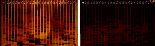 Figure 1. The result of some polymorphism SRAP primers in parents.