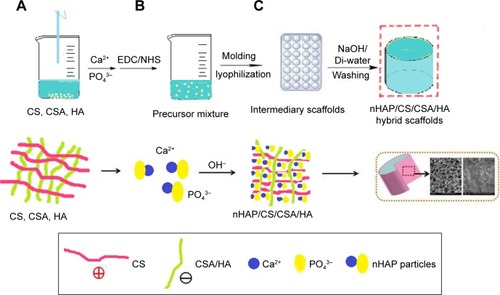 Figure 1 (A–C) Preparation mechanism of green hybrid nHAP/CS/CSA/HA scaffolds. Data from Hu Y et al.Citation22Abbreviations: CS, chitosan; CSA, chondroitin sulfate; EDC, 1-Ethyl-3-(3-dimethylaminopropyl)-carbodiimide; HA, hyaluronic acid; nHAP, nanohydroxyapatite; NHS, N-hydroxysuccinimide.