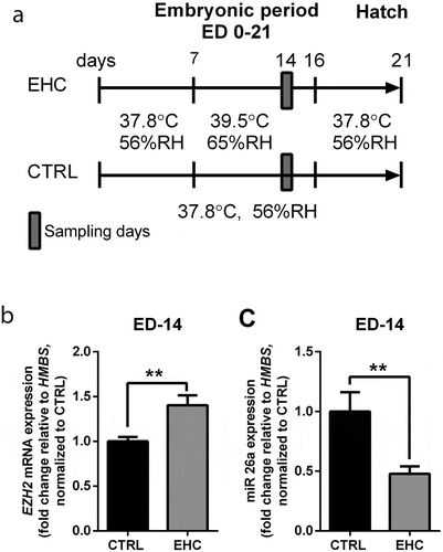 Figure 4. EZH2 expression during EHC is regulated by miR26a. (a) Experimental scheme. Midbrain samples were taken during the embryonic period (embryonic day ED-14). (b) EZH2 mRNA expression was measured in the midbrain during ED-14, results are presented as fold change relative to HMBS expression and normalized to the average of CTRL group (nCTRL = 9, nEHC = 10, **P = 0.005). (c) miR26a mRNA expression was measured in the midbrain during ED-14, results are presented as fold change relative to HMBS expression and normalized to the average of CTRL group (nCTRL = 9, nEHC = 10, **P = 0.006). Data are presented as mean ± SEM. Significant effect between groups is indicated by *0.01 < P < 0.05, **0.001 < P < 0.01, ***P < 0.001, CTRL, control