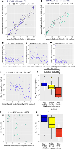 Figure 2. Utility of the ASNS methylation status evaluated with the HPLC chromatogram as a pharmacogenomic biomarker to predict asparaginase sensitivities of BCP-ALL cell lines and clinical samples. (a,b) Correlation of mean percent ASNS methylation evaluated by the HPLC method (vertical axis) with that by NGS method (horizontal axis) in 79 BCP-ALL cell lines (a) and 63 BCP-ALL clinical samples. (b) Correlation coefficients and p-values in Spearman’s rank correlation coefficient are indicated at the top of the panels. (c,d,e) correlations of mean percent ASNS methylation evaluated by the HPLC method with basal (c) and asparaginase-induced (d) ASNS gene expression levels, and ASNS protein expression levels (e). (f,g) correlations of mean percent ASNS methylation evaluated by the HPLC method (f) and association of ASNS gene methylation status (g) with IC50 values of asparaginase in 79 BCP-ALL cell lines. P values in Steel–Dwass post hoc test for Kruskal–Wallis test are indicated on the top. (h,i) correlation of mean percent ASNS methylation (h) and association of ASNS gene methylation status (i) evaluated by the HPLC method with in vitro cell viabilities treated with 0.01 IU/ml of asparaginase for 72 hours in 26 BCP-ALL clinical samples at diagnosis. P values in Mann-Whitney U test are indicated at the top of the figure.