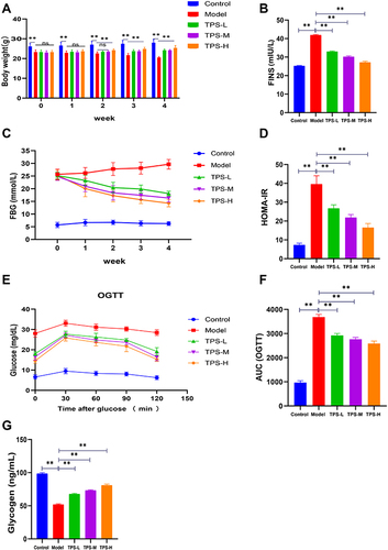 Figure 3 Effects of TPS on weight, glucose homeostasis in T2DM mice. (A)TPS treatment improves weight loss in T2DM mice; (B-D) Levels of FINS FBG and HOMA-IR after TPS treatment; (E and F) The AUC of OGTT was decreased in T2DM mice after TPS treatment; (G) TPS treatment increased hepatic glycogen content in T2DM mice. Control, Model, TPS-L, TPS-M and TPS-H (n = 6 per group) groups. Data are presented as the mean ± SD. **P < 0.01.