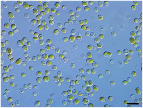 Fig. 1. Morphology of the Australian strain of Diplosphaera chodatii isolated from the lichen Endocarpon pusillum and grown in axenic BBM liquid culture. Scale bar: 20 µm. Photo: C. Gueidan.