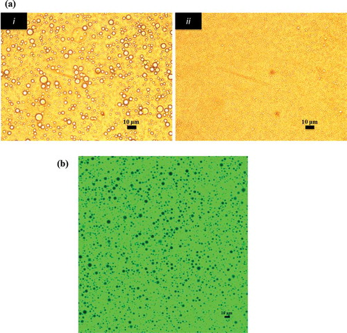 Figure 3. Microstructure of O/W emulsions. (a) Microstructure of freshly prepared O/W emulsions stabilized with gelatinized starch. (i) Formulated with rotor-stator homogenizer and (ii) formulated with high-pressure homogenizer. (b) Confocal laser scanning microscopy image of O/W emulsions stabilized by gelatinized kudzu starch dispersion.