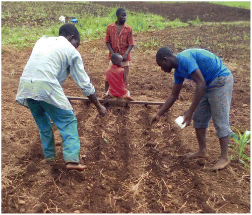 Figure 4. A child seated on a forked rake to apply weight for penetration into the ground to make furrows.