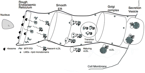 Figure 1.  Secretion of apoB-containing lipoproteins. The schematic drawing illustrates the cellular components involved in the secretion of apoB-containing lipoproteins into the serum. The apoB polypeptide chain either apoB-100 or apoB-48 is synthesized by ribosomes attached to the rough ER and cotranslationally moved into this secretion system. The NH2-terminal segment of undefined length forms a complex with the heterodimeric MTP:PDI complex. MTP and nascent apoB begin loading with lipid. As the nascent lipoproteins increase their lipid content and apoB continues its folding process, more mature form(s) of appear and are transferred to the Golgi where secretion vesicles are formed and released from the cell. LMDs are defined as some yet undefined lipid microdomains produced by MTP or the MTP:PDI complex. A single LMD is metastable and would contain only a small portion of the overall lipid load. Formed by fragmentation of lipid droplets or membrane segments, LMDs may contain phospholipids, triacylglycerols, and various forms of cholesterol. Their unique property would be a covering having both hydrophobic and polar surfaces. Although not explicitly shown in the schematic drawing, a sorting system removes misfolded proteins from the secretory process. This hypothetical assembly route is similar to that proposed by Olofsson et al. Citation62.